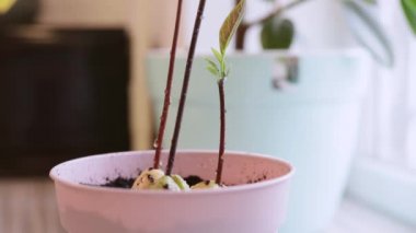 Avokado kabında bir ev bitkisini sulamak. Tesisleri çömleklere naklediyor