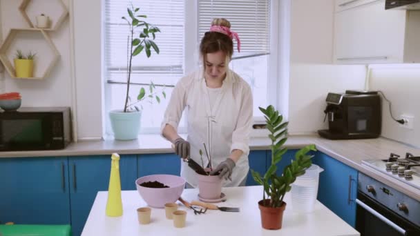 A cute girl transplants a plant at home in garden gloves. Walk and decorate your home with plants and fresh flowers — Vídeos de Stock