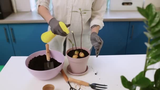 Eine Zimmerpflanze in einem Avocadotopf gießen. Pflanzen in Töpfe pflanzen — Stockvideo