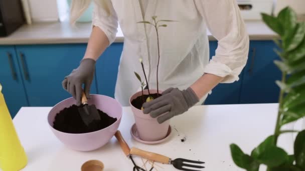 Uma menina bonito transplantes uma planta em casa em luvas de jardim. Caminhe e decore sua casa com plantas e flores frescas — Vídeo de Stock