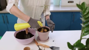 Avokado kabında bir ev bitkisini sulamak. Tesisleri çömleklere naklediyor