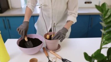 Şirin bir kız evde bahçe eldivenleriyle çiçek naklediyor. Evinizi bitkilerle ve taze çiçeklerle süsleyin.