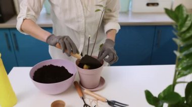 A cute girl transplants a plant at home in garden gloves. Walk and decorate your home with plants and fresh flowers