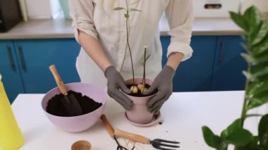 Şirin bir kız evde bahçe eldivenleriyle çiçek naklediyor. Evinizi bitkilerle ve taze çiçeklerle süsleyin.