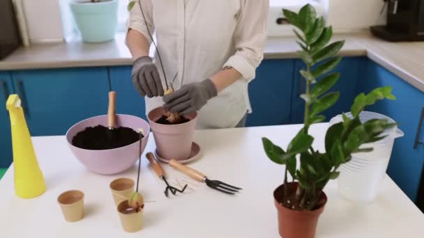 A cute girl transplants a plant at home in garden gloves. Walk and decorate your home with plants and fresh flowers — 图库视频影像