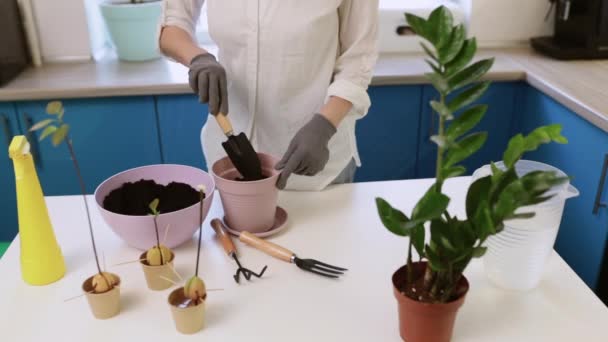 A cute girl transplants a plant at home in garden gloves. Walk and decorate your home with plants and fresh flowers — Stockvideo