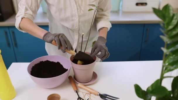 A cute girl transplants a plant at home in garden gloves. Walk and decorate your home with plants and fresh flowers — Stockvideo