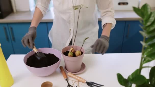 Une Jolie Fille Transplante Une Plante Maison Dans Des Gants — Video