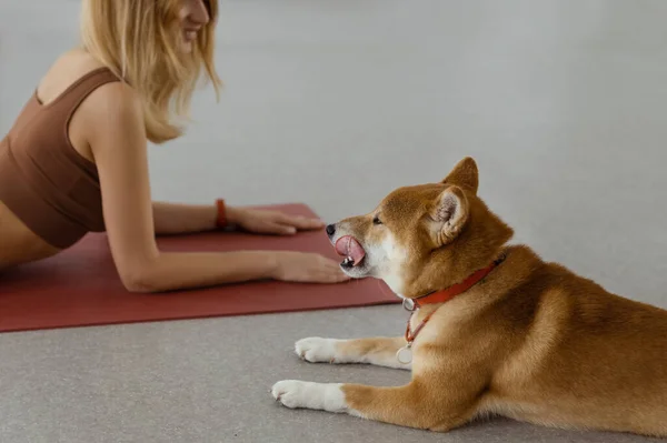 Dog Practices Yoga Cobra Pose Studio Young Women Meditating Pet — Stock Photo, Image