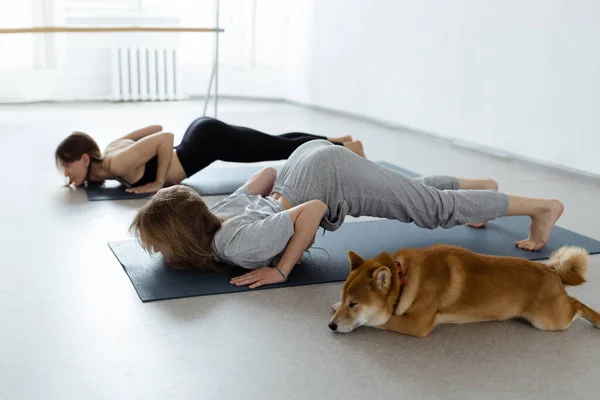 The dog practices yoga in the cobra pose in the studio. Young women meditating with pet.