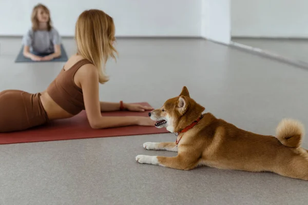 Dog Practices Yoga Cobra Pose Studio Young Women Meditating Pet — Stock Fotó