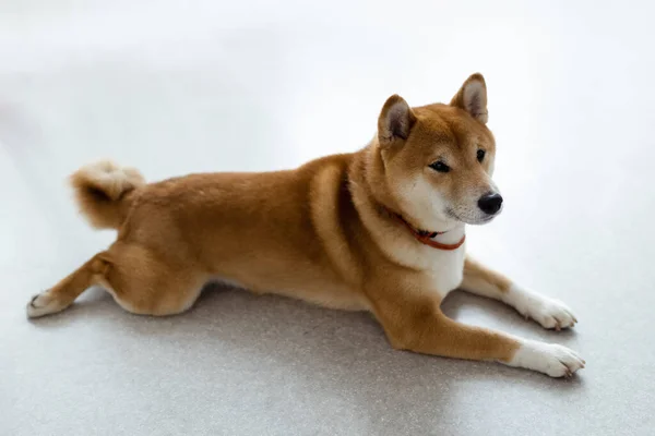 石坝因努的女狗在房间里 红头发的日本狗10个月大 一只快乐的家养宠物 — 图库照片
