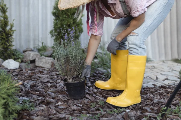 Young Woman Planting Lavender Bush Soil Gardening Concept Florist Plants — Stok Foto
