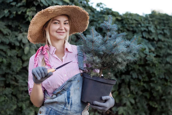 Young Woman Planting Christmas Tree Soil Concept Landscape Design Gardening — Stok Foto