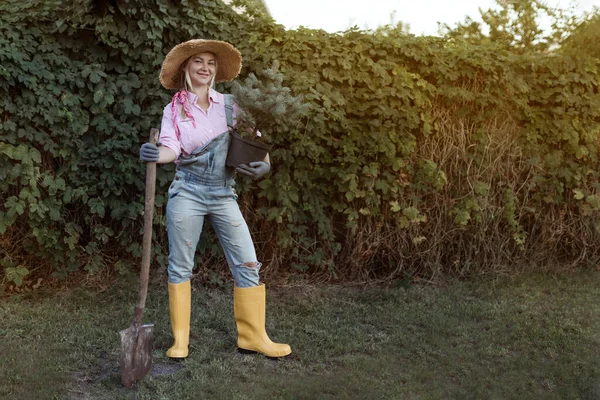 Young Woman Planting Christmas Tree Soil Concept Landscape Design Gardening — Photo