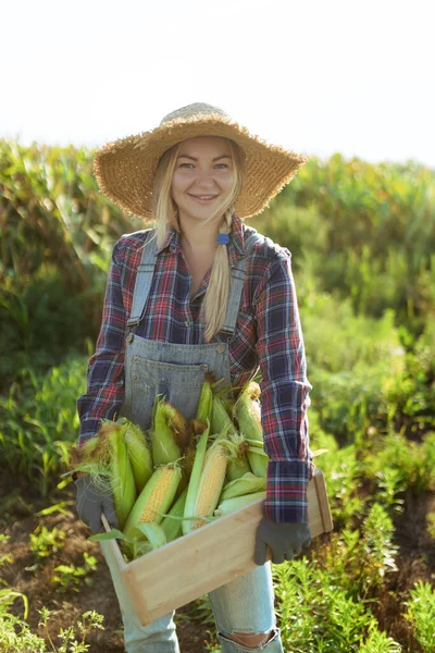 Corn. Young farmer woman smiling and harvesting corn. A beautiful woman on the background of the field holds the cobs of corn. Agriculture and horticulture.