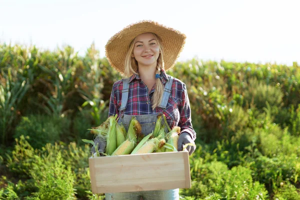 Corn. Young farmer woman smiling and harvesting corn. A beautiful woman on the background of the field holds the cobs of corn. Agriculture and horticulture.