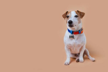 Köpek Jack Russell güzel bir yaka giymişti. Pet stüdyoda arka planda oturuyor.. 