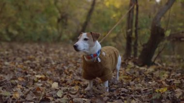 Mutlu sonbaharlar. Köpek yavrusu Jack Russell güzel bir sonbahar ormanında yürüyüşe çıkıyor.