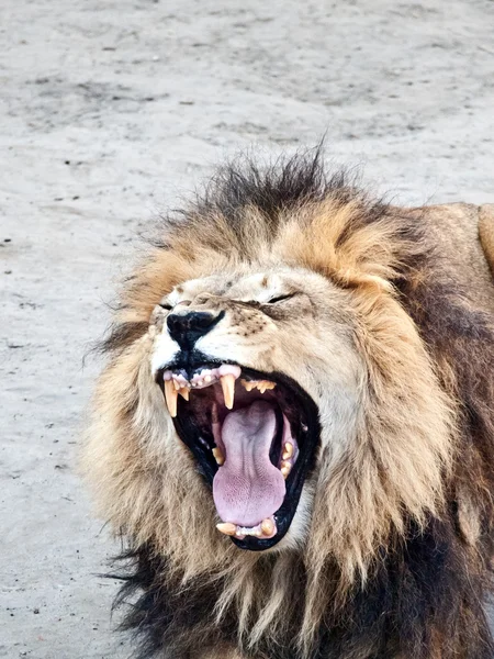 The king — Stock Photo, Image