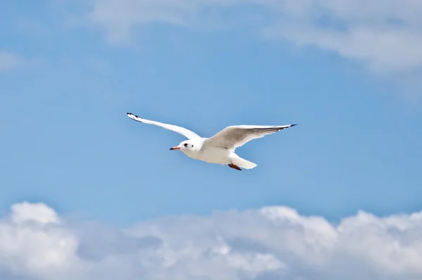 Racek — Stock fotografie