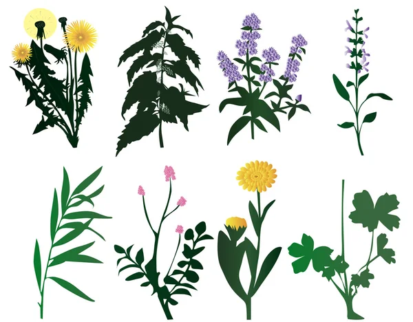 Vector illustration of different kind of plant — Stock Vector