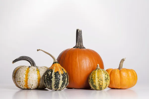 Calabazas y calabazas — Foto de Stock