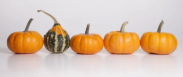 Uno de una calabaza tipo — Foto de Stock