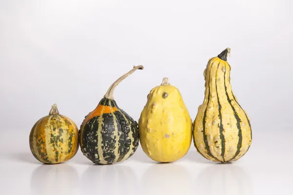 Gourds em crescimento — Fotografia de Stock