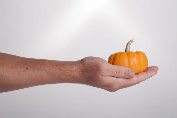 Hand hält kleinen orangefarbenen Kürbis — Stockfoto