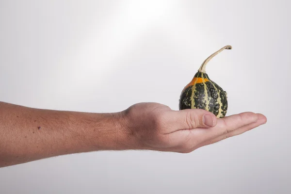 Mano sosteniendo calabaza verde — Foto de Stock