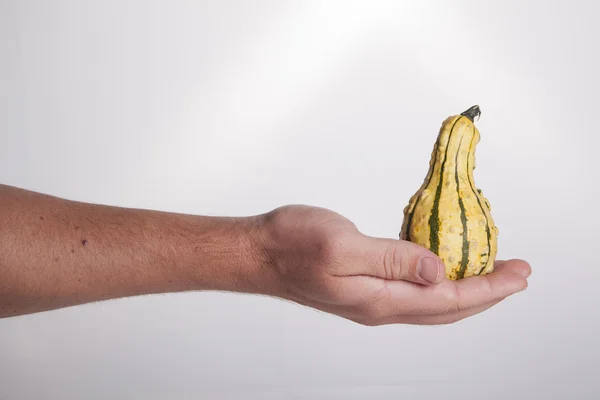 Hand som håller gula kalebass — Stockfoto