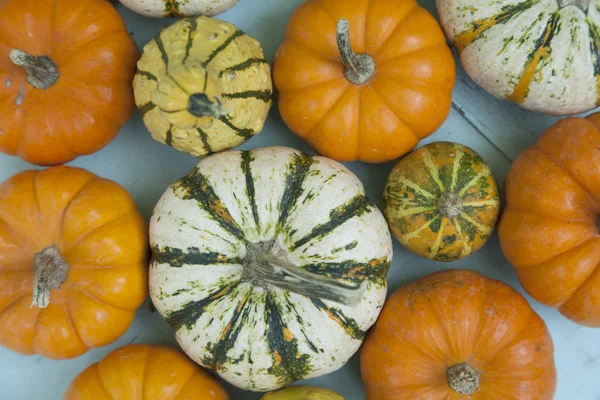 Pequeñas calabazas variadas — Foto de Stock