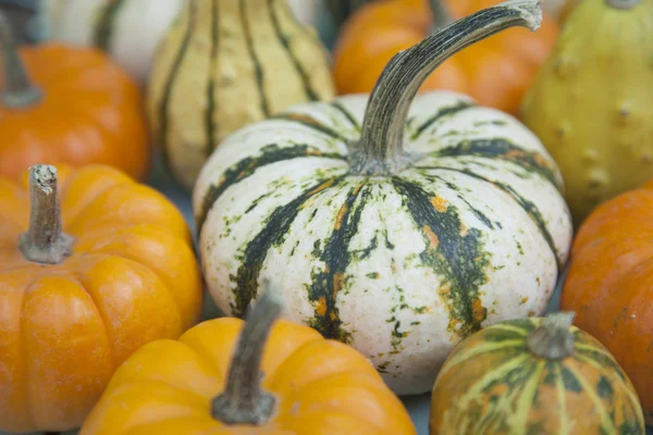 Surtido de calabazas MIni —  Fotos de Stock