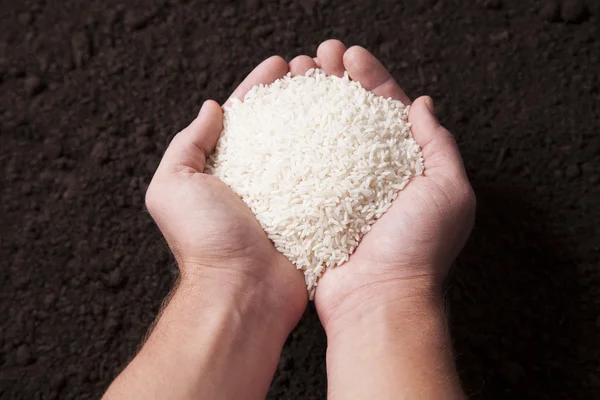 Organic Rice — Stock Photo, Image