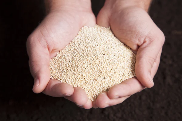 Mãos segurando Quinoa — Fotografia de Stock