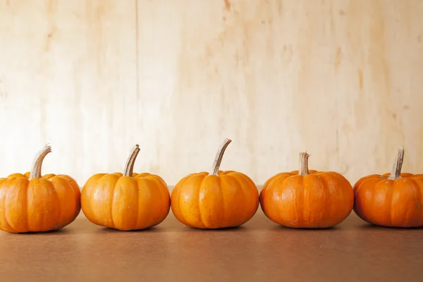 5 orange Kürbisse hintereinander — Stockfoto