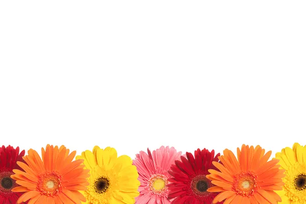 Colorful Daisy Border — Stock Photo, Image