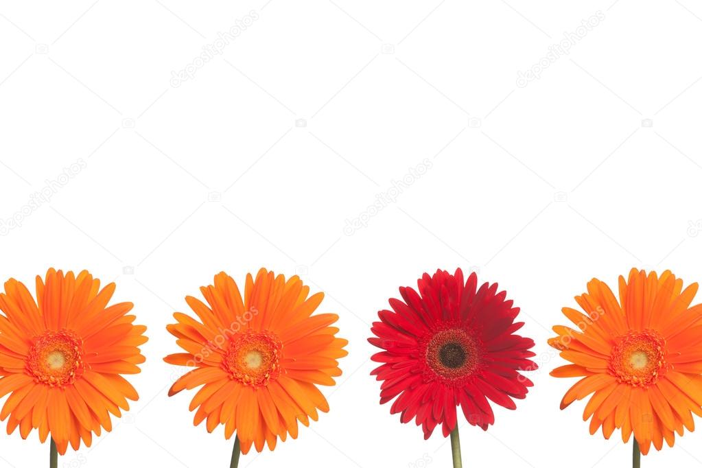 Stand out Daisy: Orange and Red