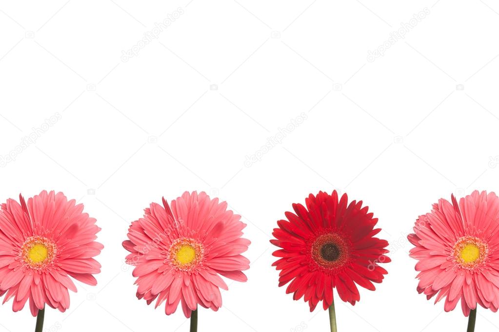 Stand out Daisy: Pink and Red