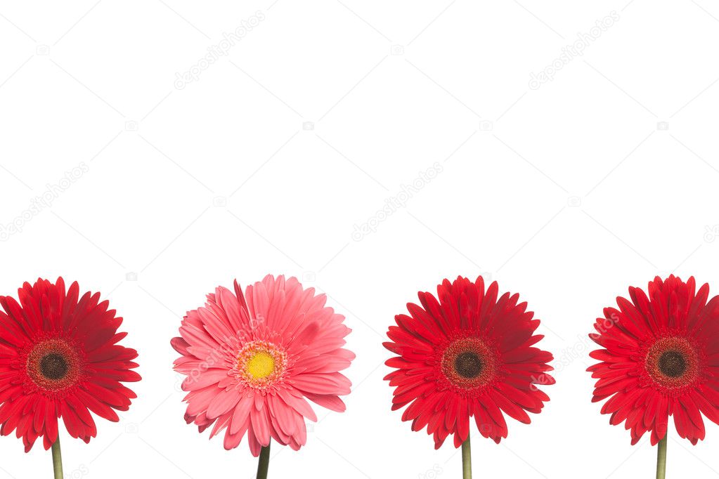 Stand out Daisy: Red and PInk
