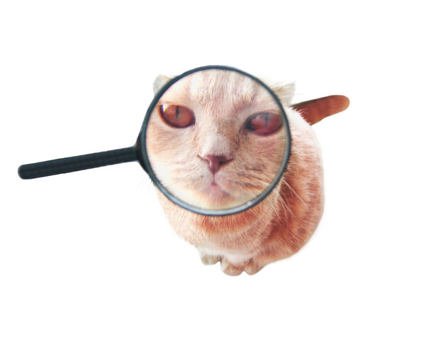 Cat with magnifying glass