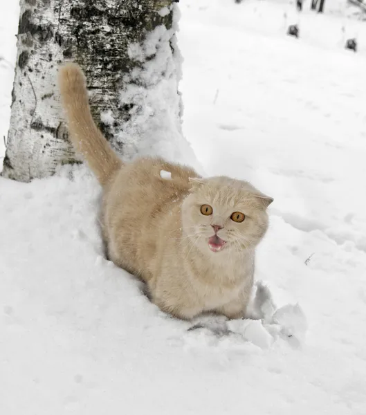 スコットランドの折猫 ストック写真