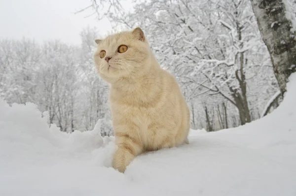 Schottische Faltenkatze — Stockfoto