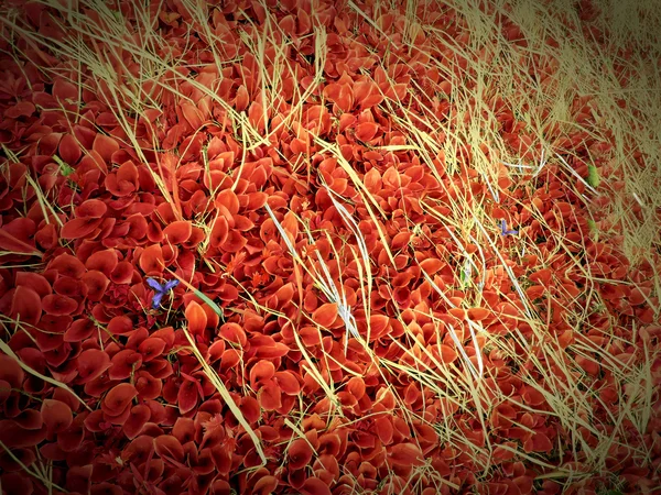 Lilla blomster fnd rødt græs - Stock-foto
