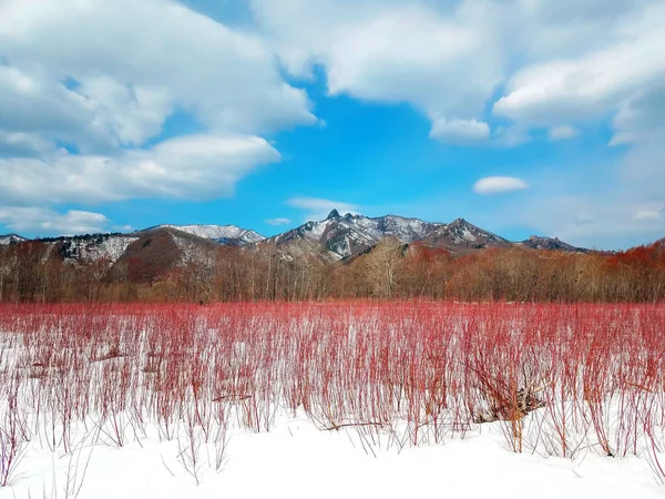 Winter Landscape Three Primary Colors Blue White Red — Stockfoto