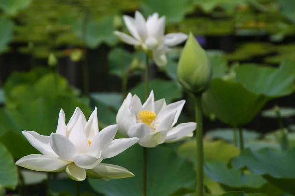 Loto blanco — Foto de Stock