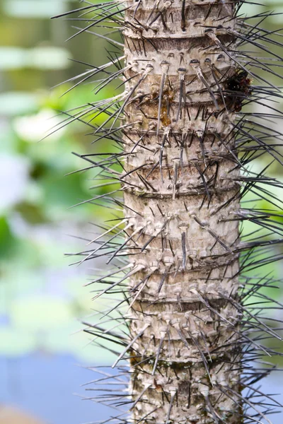 Palmträd med långa Taggar — Stockfoto