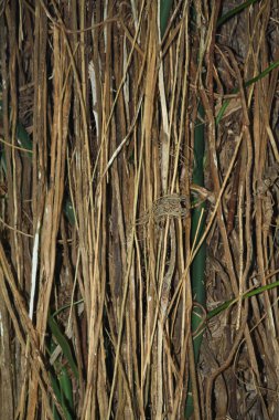 palmiye ağacı günlüğü ile yaklaşık