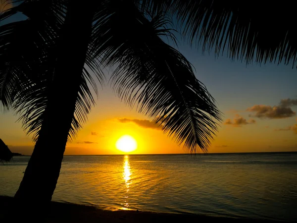 Palme und Strand bei Sonnenuntergang — Stockfoto